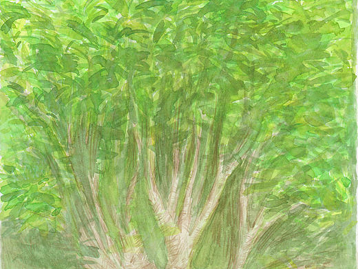 茶小吉 水彩场景绘制