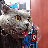 哈哈冬的头像