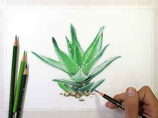 葱二作品：纸上彩铅--《小芦荟》