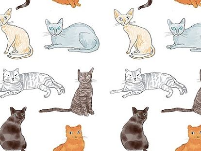 每天一只小动物＃cat