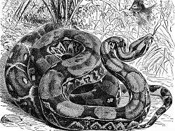 蛇年的处女作！