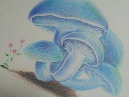 彩铅画