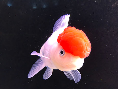 鱼