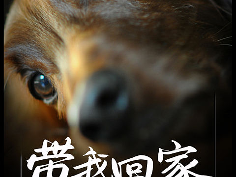 保护流浪动物