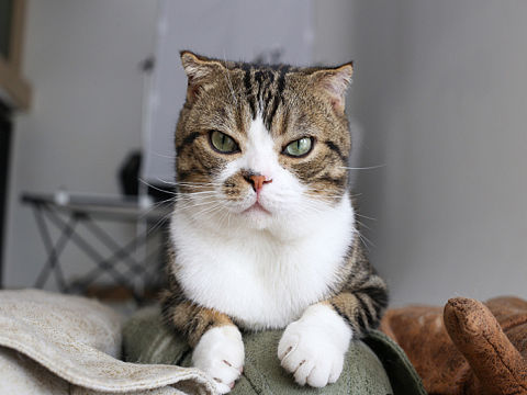 猫咪的午后时光