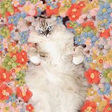 明媚Mingmei的头像