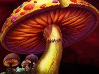 爱丽丝蘑菇团