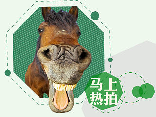 动物 平面 企业文化 企业精神 KT板 