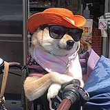 Happy_Dog233的头像