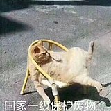 三三青的头像