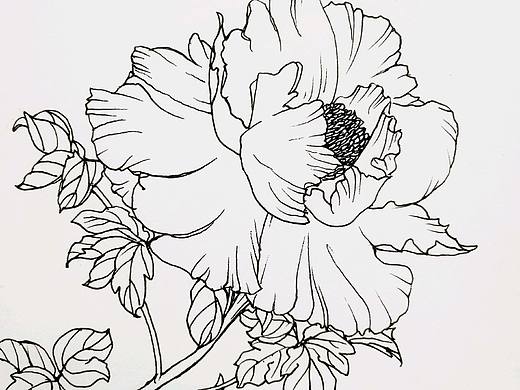 每日一画白描花卉