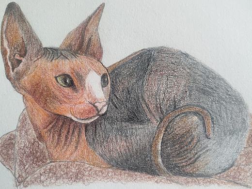 彩铅画斯芬克斯猫