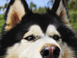 大鼻子（个人主页-ZMjgyMDQ3Mg==） - 宠物摄影 - 站酷设计师张小玮原创素材 - 站酷ZCOOL