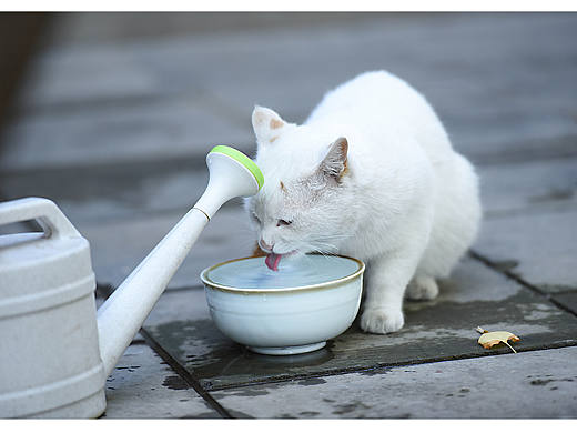 广源寺的流浪猫（个人主页-ZNDA1NzUzMjA=） - 宠物摄影 - 站酷设计师北漂电商产品摄影原创素材 - 站酷ZCOOL