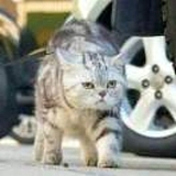 做字的老猫的头像