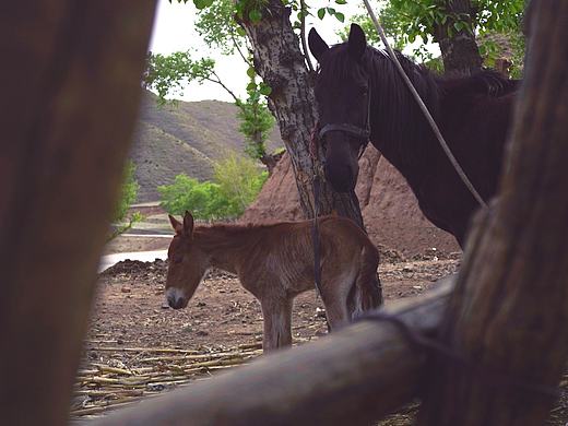 旅拍（个人主页-ZNTM2MDQ0MDQ=） - 宠物摄影 - 站酷设计师汤姆灰原创素材 - 站酷ZCOOL
