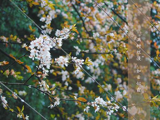 一场春雨一场暖（个人主页-ZMjEzNTAxOTY=） - 产品摄影 - 站酷设计师Eleven_CY原创素材 - 站酷ZCOOL