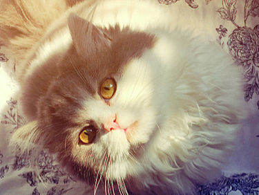 家里的小灰喵～