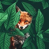 Zpious的头像