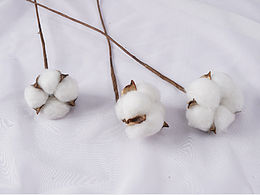 棉花