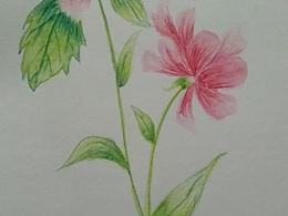 彩铅练习