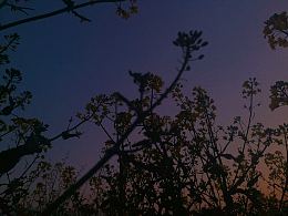 黄昏下的油菜花