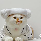 小鸡啄米米米的头像