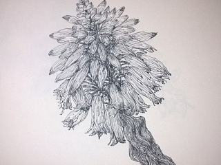 植物绘
