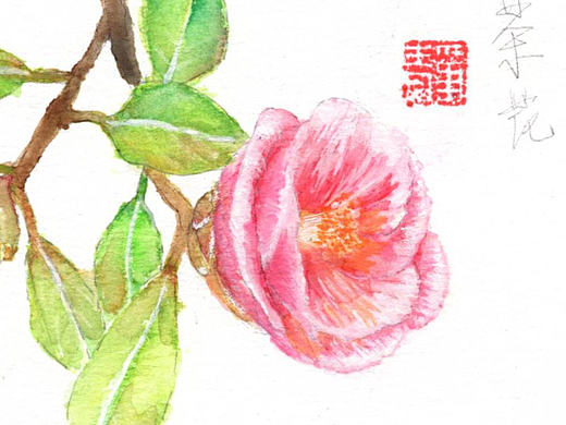 山茶花