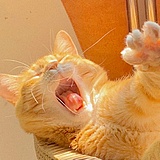 DanDaan的头像
