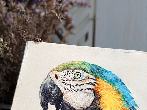 圆珠笔画-鹦鹉（个人主页-ZMzk2NzM0NTY=） - 创作习作 - 站酷设计师1136172905原创素材 - 站酷ZCOOL