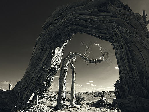 風光-千年胡楊-3群-悠悠-南京（個人主頁-ZMTc4OTk1NjA=） - 風光攝影 - 站酷設(shè)計師whxzxuu原創(chuàng)素材 - 站酷ZCOOL