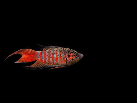 中國斗魚（個人主頁-ZNTMxOTY4MDA=） - 寵物攝影 - 站酷設(shè)計師心不易94原創(chuàng)素材 - 站酷ZCOOL