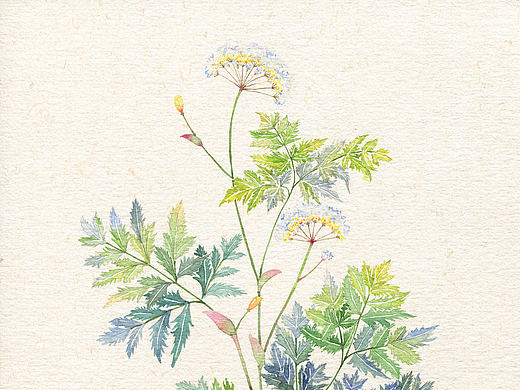药材