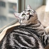 陈团团专用铲屎官的头像