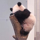 薯片炸鸡的头像