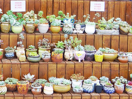 深圳荷兰花卉小镇 花花世界