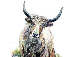 花老道的花与道博物画系列之【畜牧与手工】