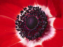 花卉素材 phosion