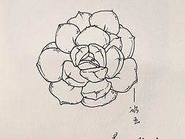 冰玉（多肉植物）