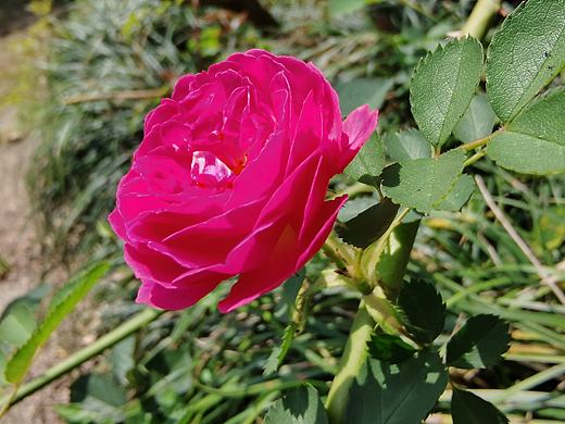 各种花花草草（个人主页-ZNTIyNDgxNDg=） - 风光摄影 - 站酷设计师稳步玩哇原创素材 - 站酷ZCOOL