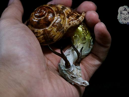 蜗巢之龙涂装