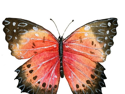 花蝴蝶---画蝴蝶