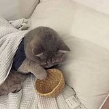 DREAM_Liu的头像