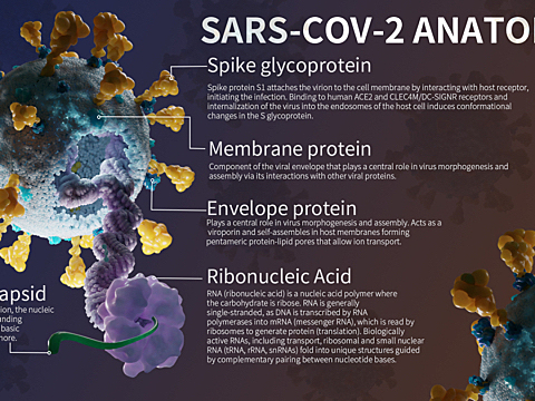 SARS-COV-2 ANATOMY