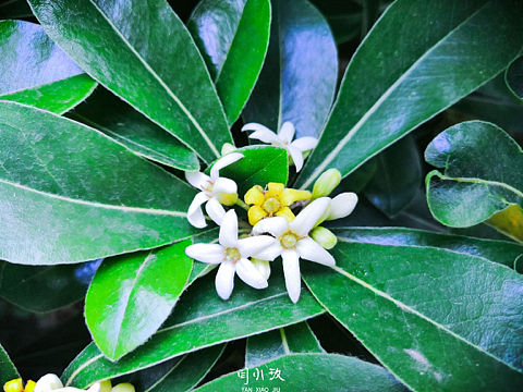 花