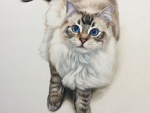 彩铅布偶猫