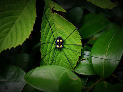 昆蟲世界（個人主頁-ZNzQxNjIw） - 風(fēng)光攝影 - 站酷設(shè)計師gejian2011原創(chuàng)素材 - 站酷ZCOOL