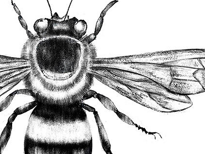 蜂蜜包装插画