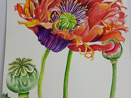 水彩◎罂粟花 致命的美丽